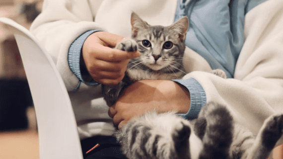 Jasa Grooming Kucing Bandung Terdekat