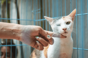 Grooming Kucing Jakarta