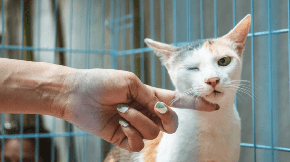 Grooming Kucing Jakarta, Terima Panggilan