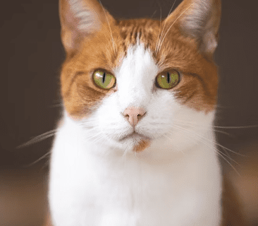 Bibir Kucing Sariawan; Penyebab, Gejala, dan Cara Mengatasinya