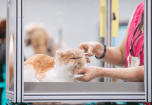 jasa grooming kucing Surabaya